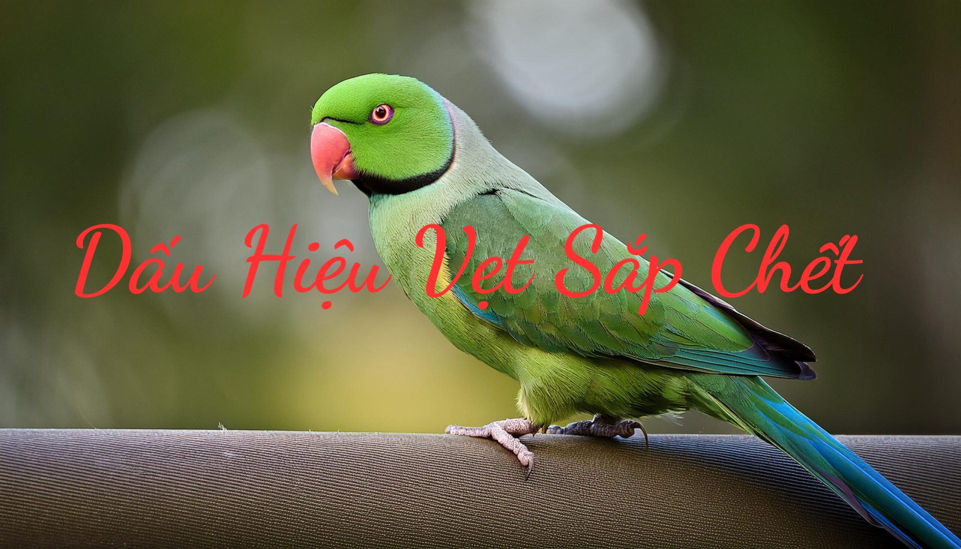 Dấu Hiệu Vẹt Sắp Chết: 1 Số Cách Nhận Biết Và Chăm Sóc Kịp Thời